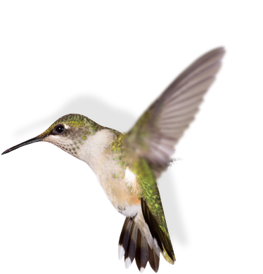 A hummingbird flapping its wings