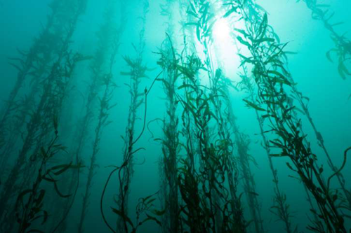 Underwater plants