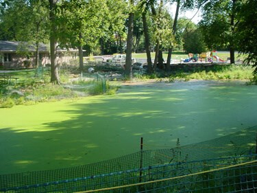 A pond with algae growing on the surface